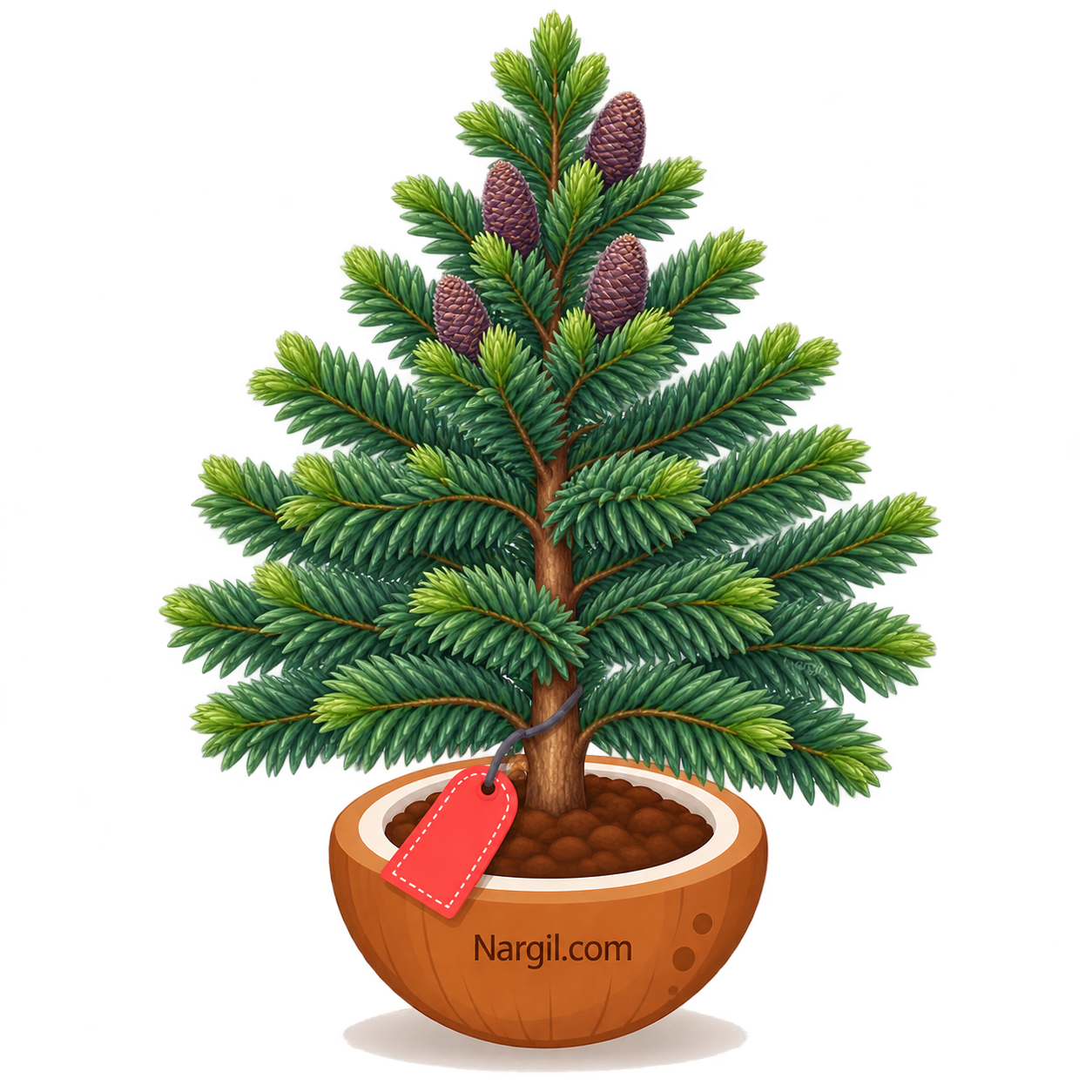 Nargil_abies lasiocarpa